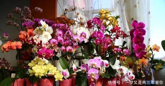 「白白」蝴蝶兰开完花就扔真是大土豪,白白捡了一箩筐,修剪一下又开花