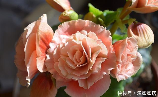  会进入半休眠|家里养了这“5种”花的，夏天要少浇水，不然一周内必挂