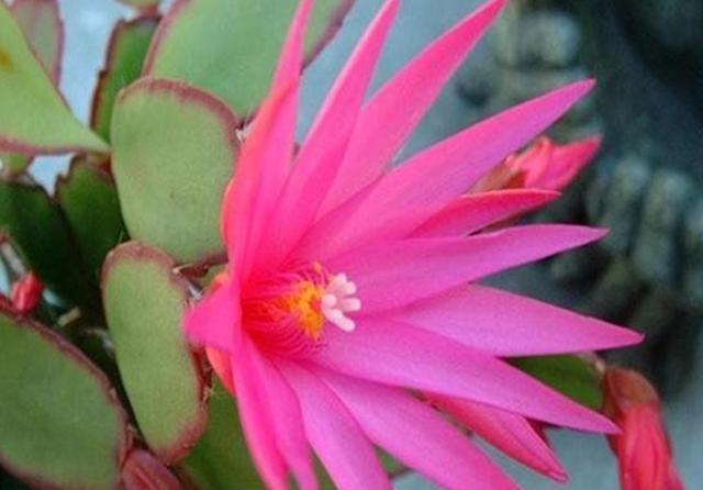  「以假乱真」蟹爪兰开败了还想看花？那就养盆假昙花，春天开花以假乱真