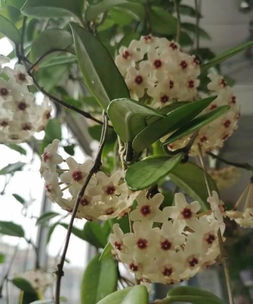  耐涝花@4种耐旱花，4种耐涝花，3种耐阴花，3种耐晒花，都是好养的懒人花