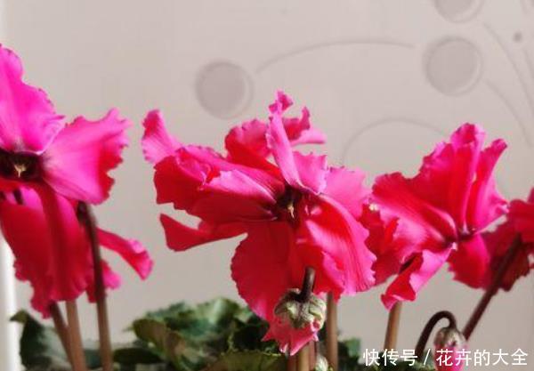  『盆栽』阳台养什么花？这3种小盆栽真不错，尤其最后一种，养花人都喜欢