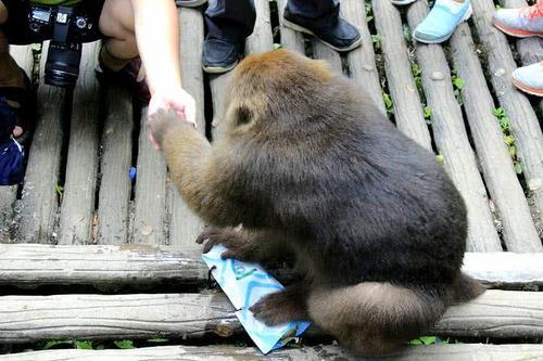 峨眉山猴子“太逗”见游客拍照竟做出如此可爱动作，网友：笑喷了