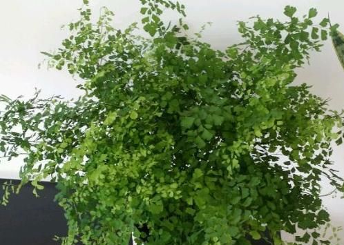  「铁线蕨」这个花的茎像铁丝，不晒太阳也能长爆盆，比绿萝吊兰还美还好养！
