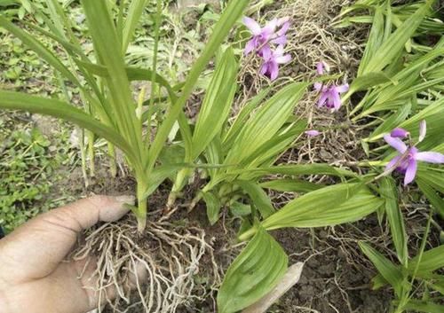  「值钱」1种野生的杂草有“大块茎”，被称为“白芨”，值钱还珍贵，别挖