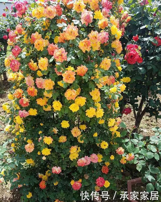  #起劲#3种开花劳模，一个比一个开得起劲，一开就是一面花墙！