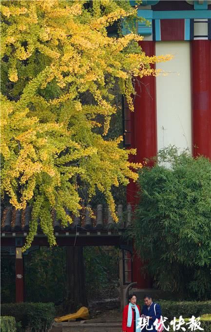 青黄不一，南京这条经典银杏大道为何颜值不在线？