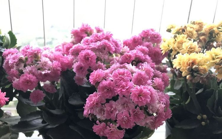  「春天」这四款盆栽，最适合春天养殖，沾点水就爆盆，花开艳丽，绚丽夺目