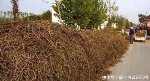  [药材种植]曾让种植户年入几十万，如今家家堆成山，3块5一斤没人要