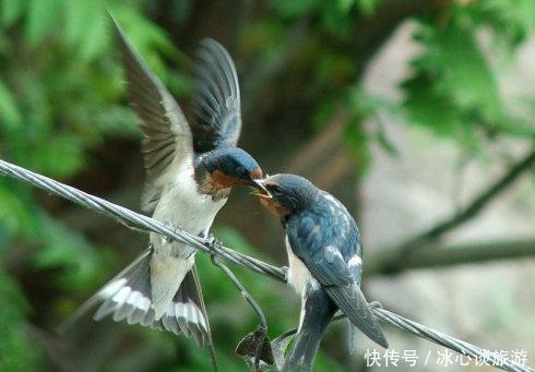 燕子不落苦寒之家，不进愁家门，他们是怎么判断的呢？