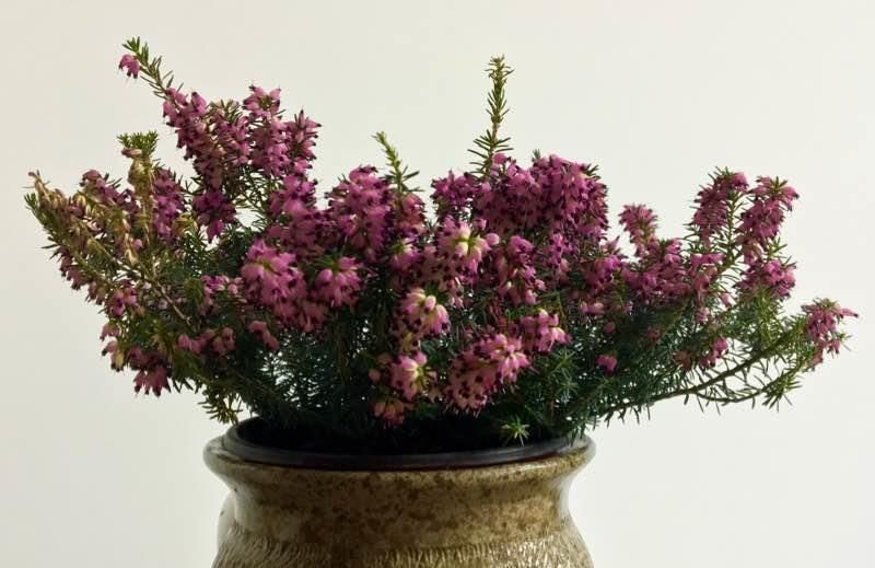  『冬天』最耐寒的观赏花卉，东北也能种，花色美丽花期长，冬季养花选它！