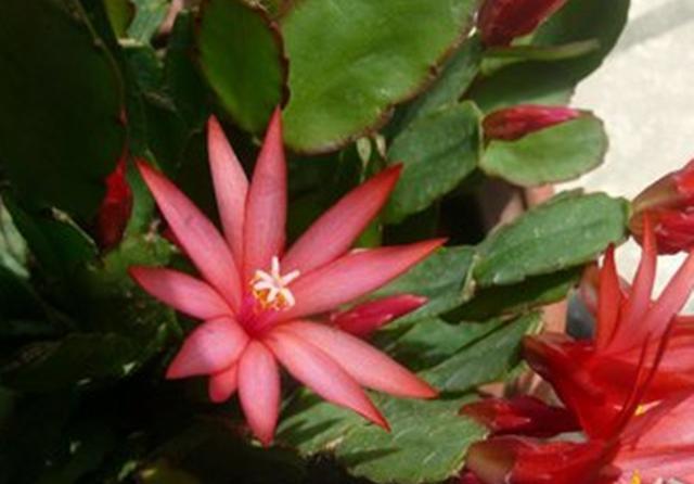  「以假乱真」蟹爪兰开败了还想看花？那就养盆假昙花，春天开花以假乱真