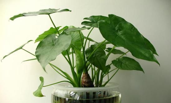  [漂亮]这些看着漂亮的花都有毒, 最好不要养, 特别是家有小孩的注意了!