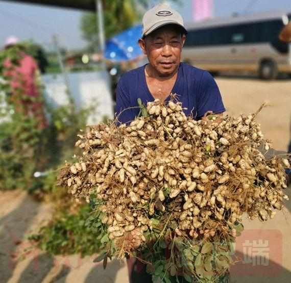  「品种」河南高油酸花生育种再获重大进展 每亩可增产10公斤增收100元