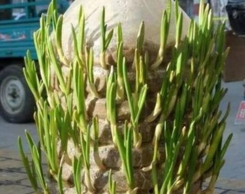 种植@废旧油桶别再卖破烂,这4个用途太“给力”,家家户户都用得到