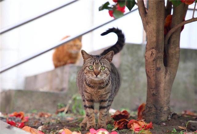 『 些谣言』因主人误信谣言，猫咪：我们不会染上新冠肺炎，狸花猫一家被抛弃