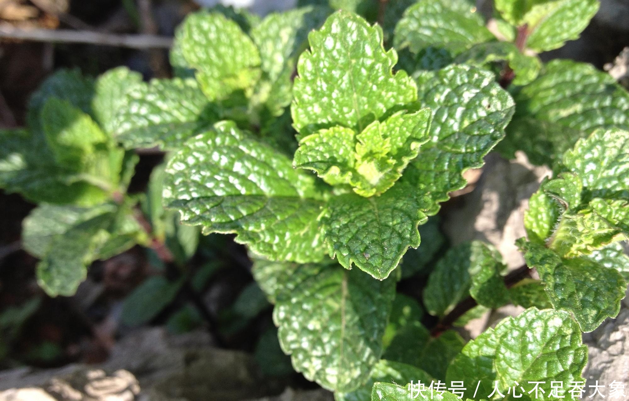 农村一种野草，泡茶喝清热解暑，嚼2片叶子可祛口臭，夏季别错过