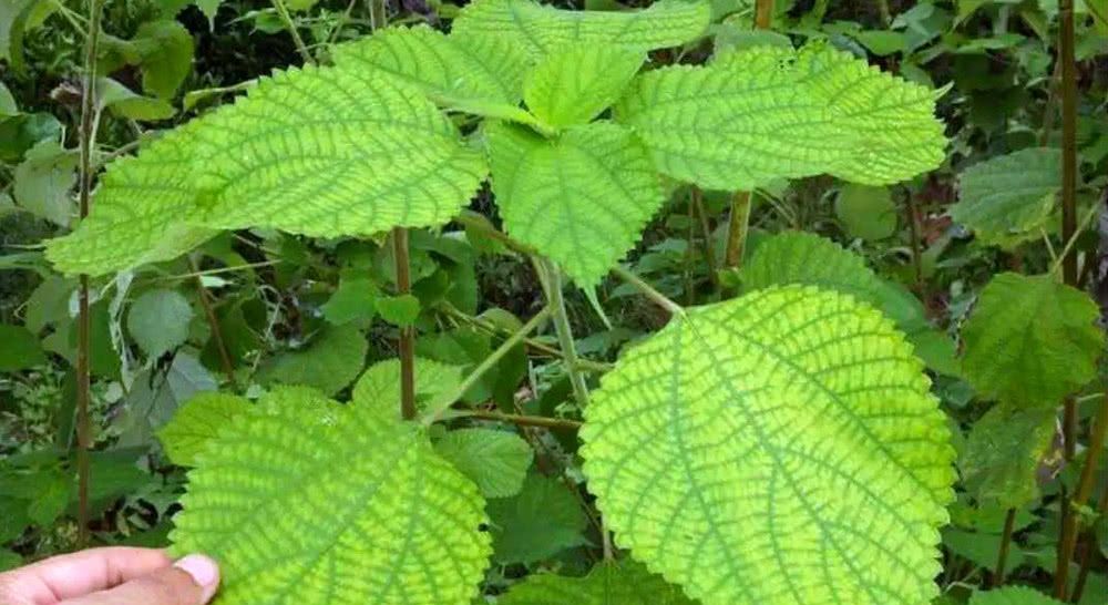  农村|一种植物“泛滥成灾”，农民成片铲除！只因没价值？