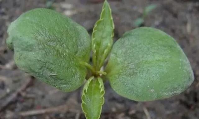  凤仙花|凤仙花生长记录：带你揭秘凤仙花成长过程