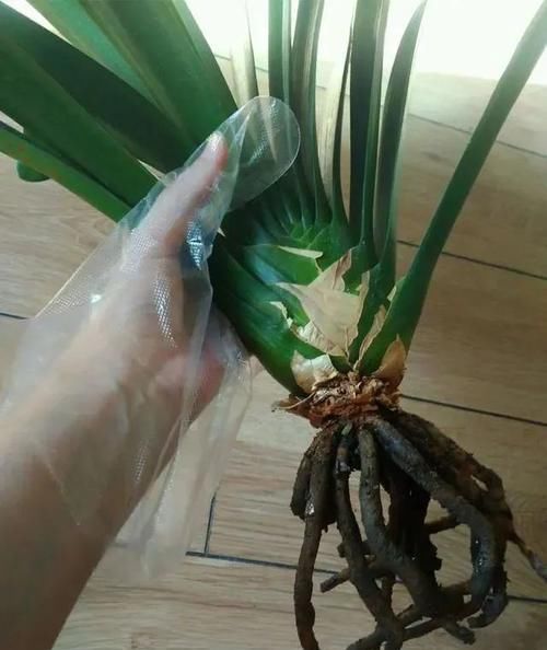 「盆土」养君子兰,7天浇一浇这“水”,君子兰根系壮不烂根,开花更艳!