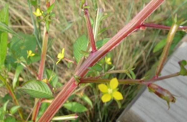  「野花野草」人称“柳叶菜”，又叫鱼鳞草，价值珍贵，野外常有，认识的人不多