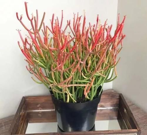  常独特|10种长相很怪异的盆栽植物，都很适合养在花盆里
