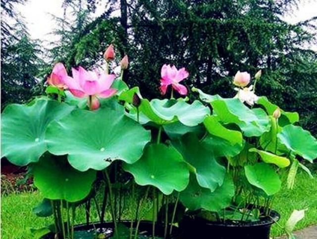  『盆栽』盆栽荷花栽种技巧与病虫害防治，你都会了吗？