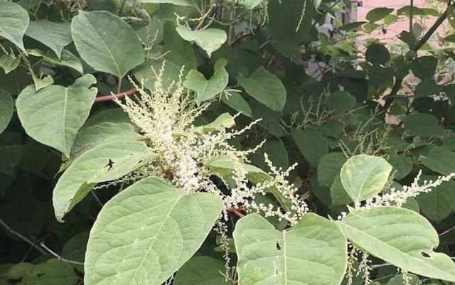  「人称」令人讨厌的“1种野草”，人称“日本虎杖”，农地里看到，请铲除