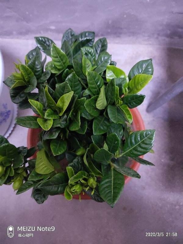 于花卉修剪■修剪也得有“度”,“3种花”要悠着点,剪狠了一年不开花