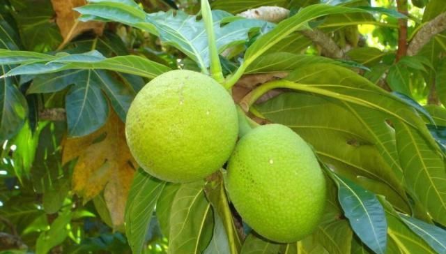  「利润」一颗果实70元，号称亩利润可达20万，农民纷纷摇头表示