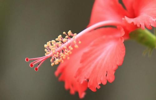  #阳光#扶桑花的养护小技巧，老花农教你做好这些，年年长势旺易爆盆