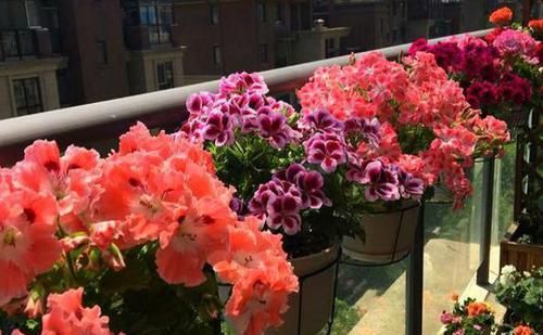  『季花』盆栽花卉，我只养“这3种”，放在小阳台，一年365天轮着开，特美