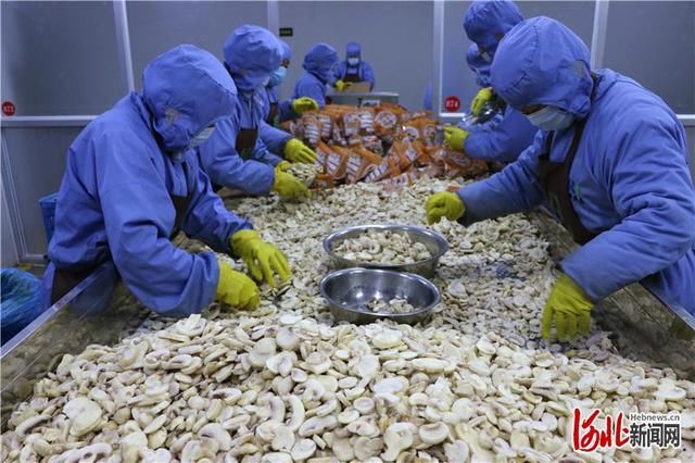  『河北省平泉』河北平泉：食用菌产业助脱贫