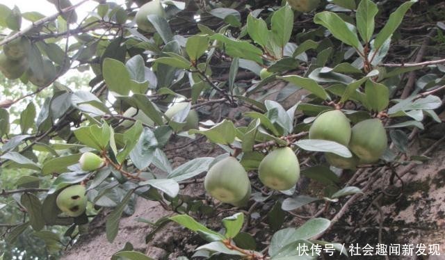  果实：果实似“包子”，价值却极为珍贵，农村见到，请您珍惜