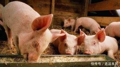 养猪会污染空气，专家建议禁止农民散养猪，老农民一句话怼回去