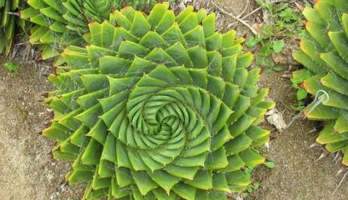  「种多肉植物」这些多肉植物非常珍贵，甚至有的从来没见过，你认识几种？