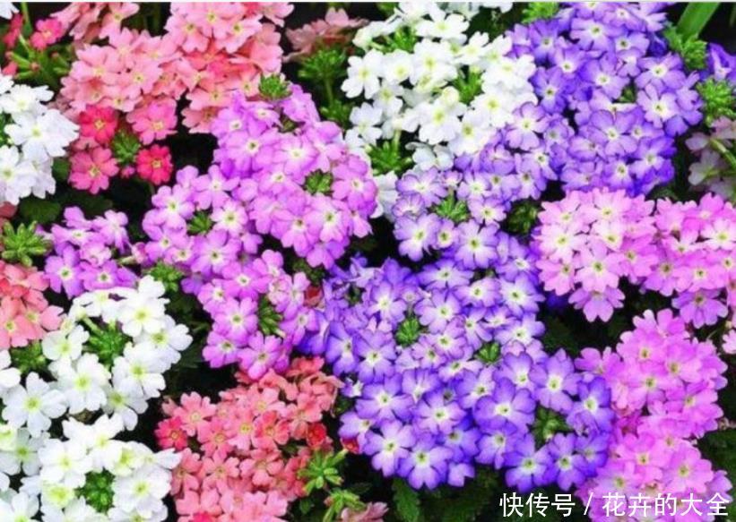  『大岩桐』3种花是花中“大美女”，开花五颜六色，一开花，阳台变成了花海