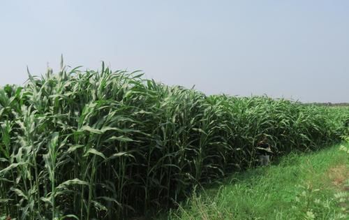  #值得#农民回乡创业，种植什么成本小效益高？这五种农作物值得