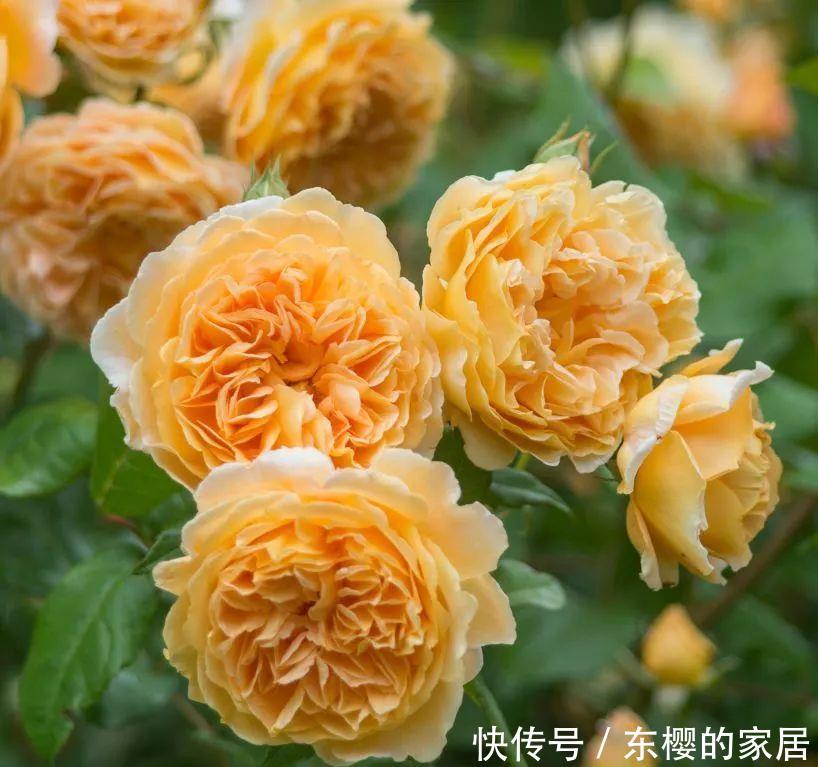  #妩媚#喜欢在家中养护很好，就养3种花卉，花色艳丽，漂亮妩媚，美丽