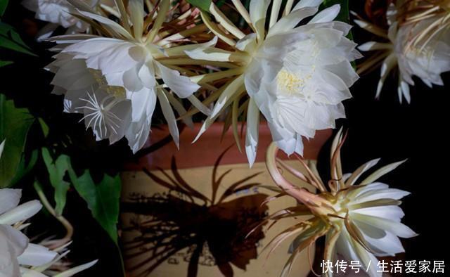 扦插|昙花,一片叶子插一盆,这样养,一开就是几十朵,一年开好多次