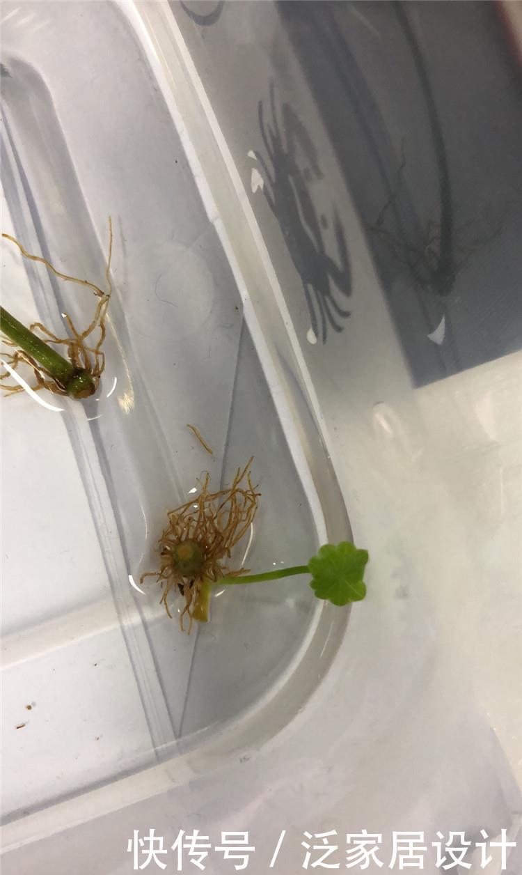  『根茎』铜钱草蜕变：2毫米小根茎，养出大惊喜，“爆盆”也可能哦！