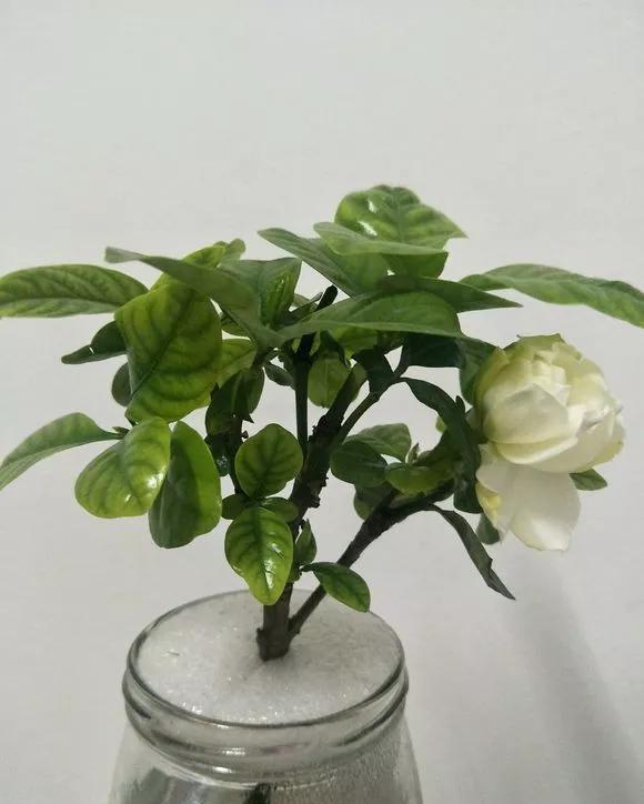  「扦插」3种花，现在扦插超好活，1周生根，轻松变养花大户