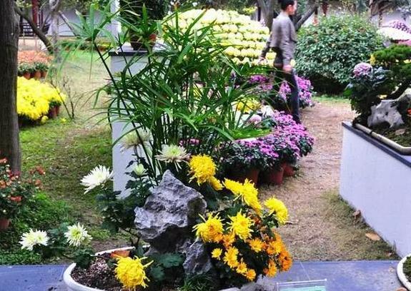 『需注意』冬季在阳台上养几盆杭菊,管理只需注意4点,一开春就能赏花