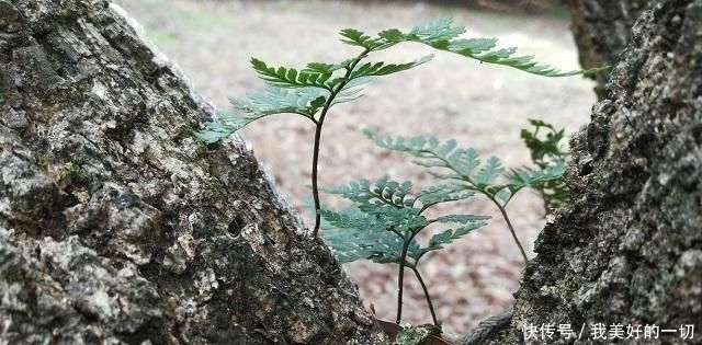  人称■农村一种长在树上的植物，人称“狼尾山草”，市场价40元一斤