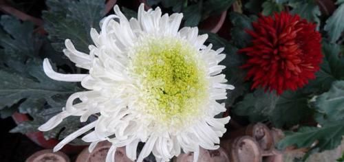 『托桂』喜欢玫瑰,不如养盆“珍品名菊”银盘托桂,清新淡雅,温情蜜意!