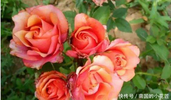  『绿翡翠兰花』春季养花，养盆花中精品“永远的艾帕索”，花开似美姬雍容华贵