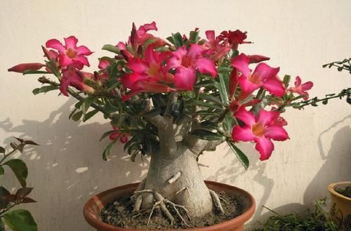  「春天」春天新手养此款小花，不用管理，花朵美艳又迷人，轻松打造小花园