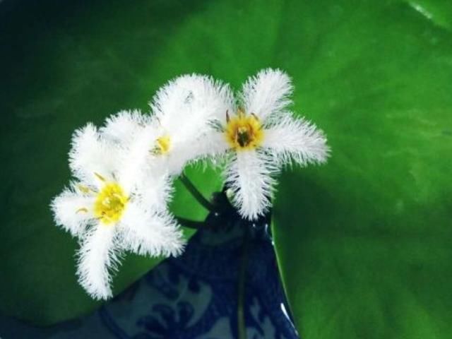  「分得清」碗莲、荷花、睡莲、一叶莲，你都分得清吗？
