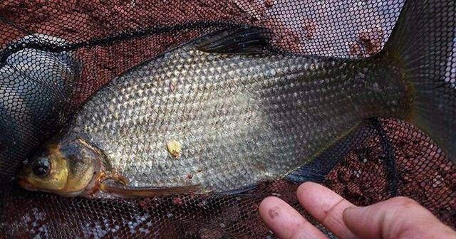  「用法」玉米饵用了20年，从未尝试过这种用法，鲫鱼鲤鱼草鱼鳊鱼都可以钓