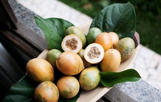 『生长期』盆栽西番莲有窍门，日常保养是最重要的，新手种植一定要看干货