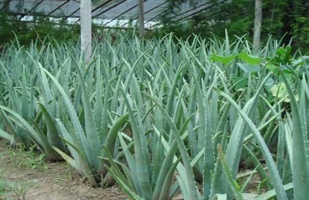 农村创业要小心，遇到这几个项目千万别上当，否则会血本无归